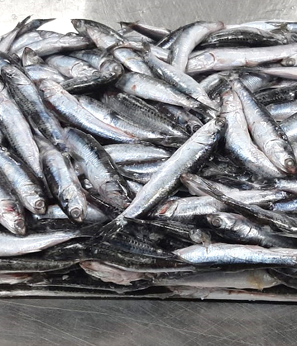 Anchoveta