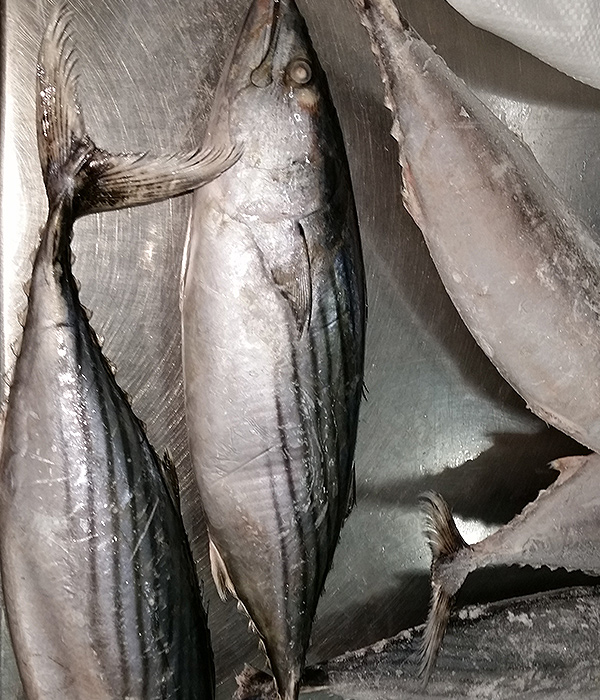 Bonito