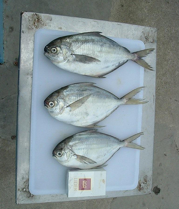 Pampano / Chiri