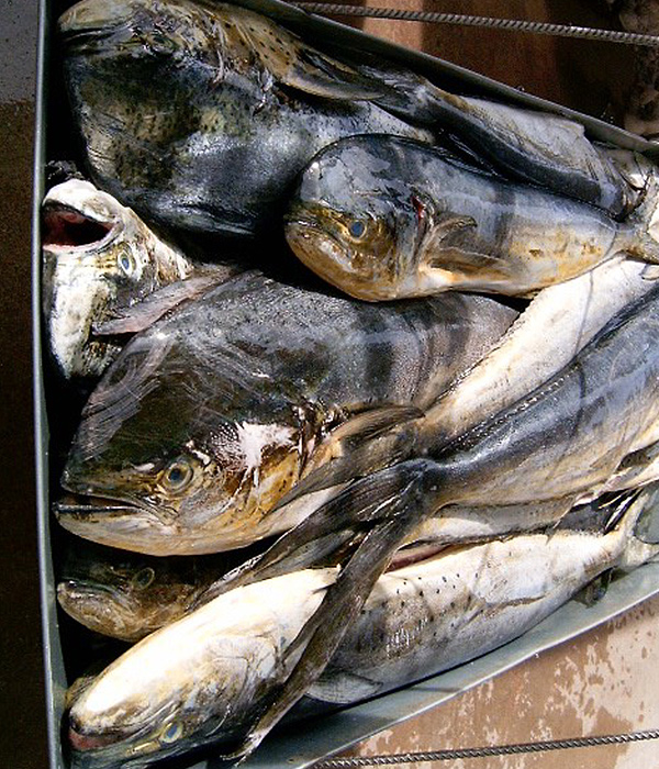 Mahi / Dorado