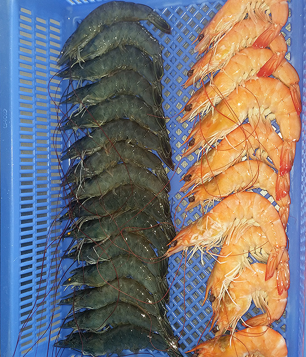 Langostino