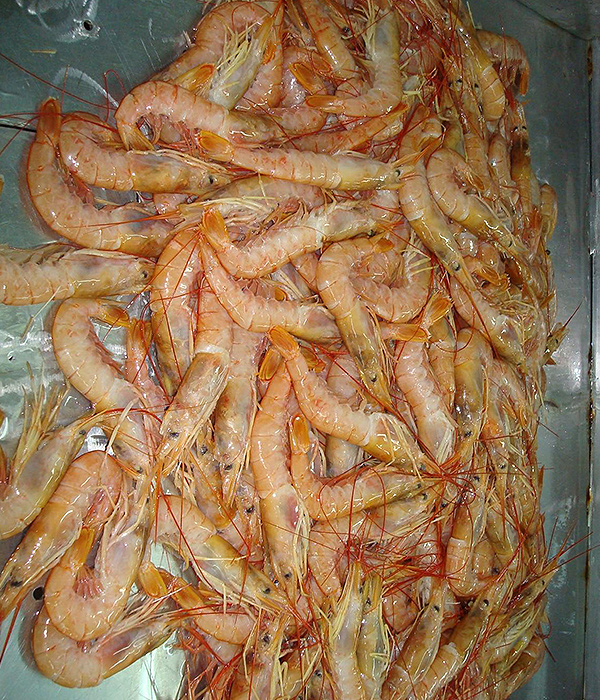 Gambón Patagónico
