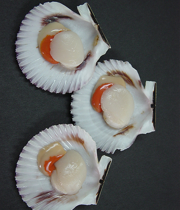 Vieira / Concha de Abanico