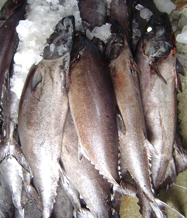 Escolar