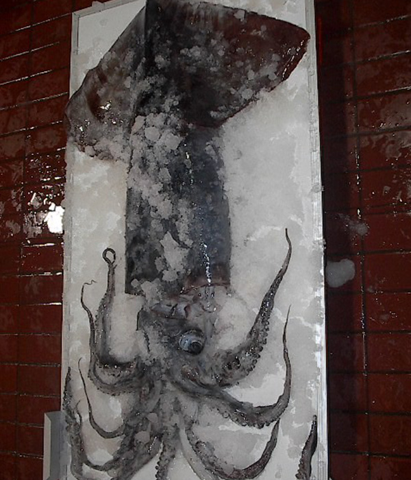 Pota / Calamar Gigante / Jibia