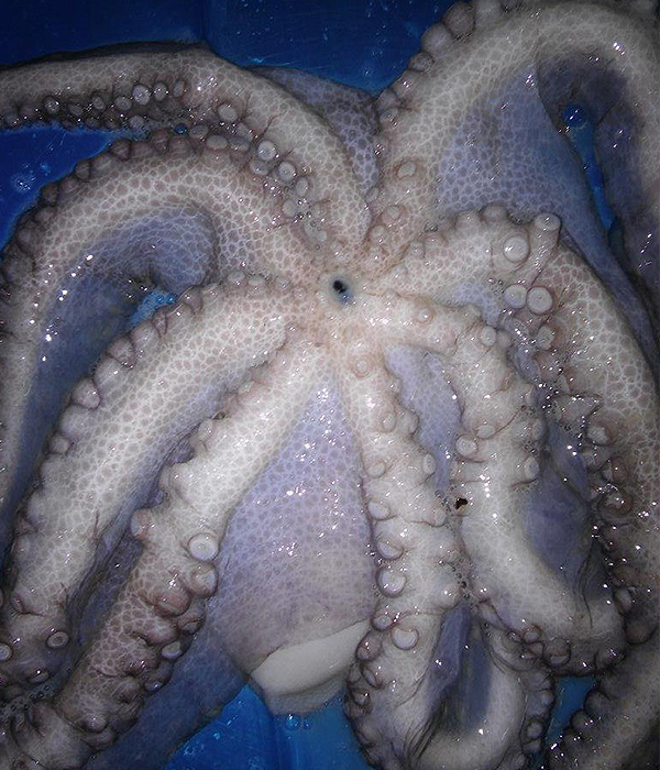 Pulpo