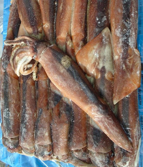 Calamar