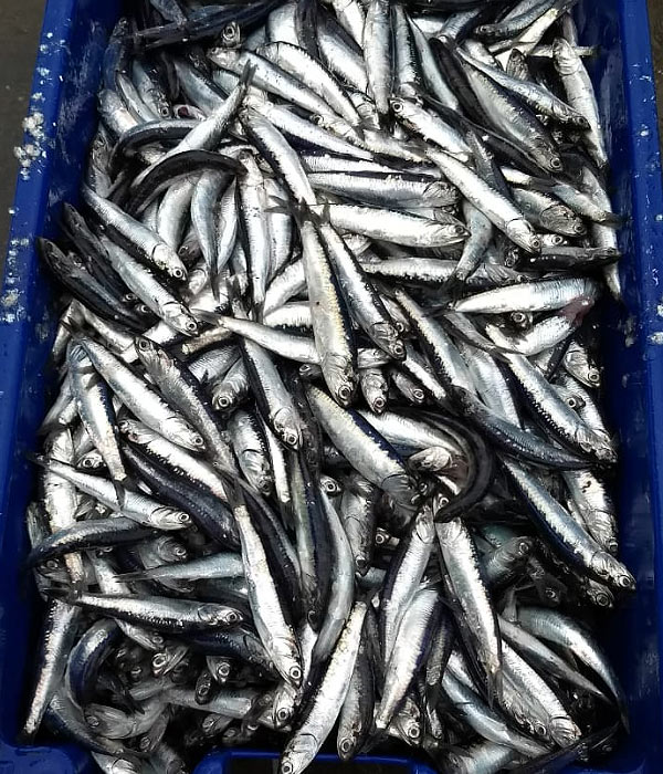 Conservas de Anchoas en Filetes